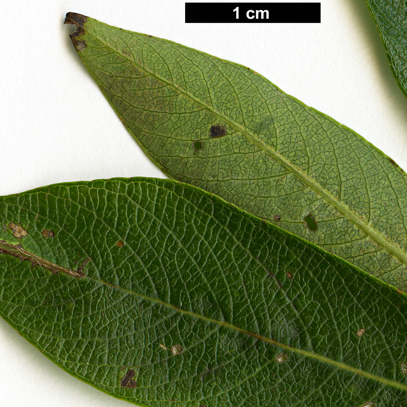 High resolution image: Family: Salicaceae - Genus: Salix - Taxon: gmelinii - SpeciesSub: 'Gewone Kletters'
